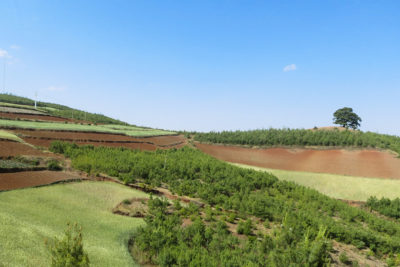 Cropland converted to forest in Yunnan Province, China.