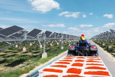 A solar farm built on a goji berry plantation in China's Ningxia Province.