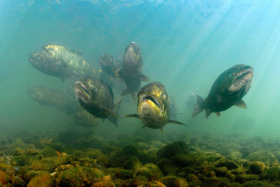 Chinook salmon in Oregon, where cool waters could offer a refuge from rising temperatures.
