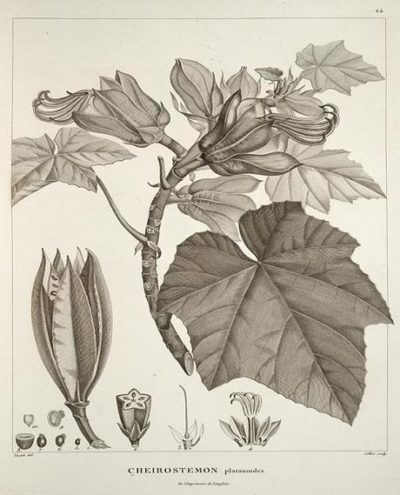 A botanical drawing by Humboldt of a plant in Cuba.