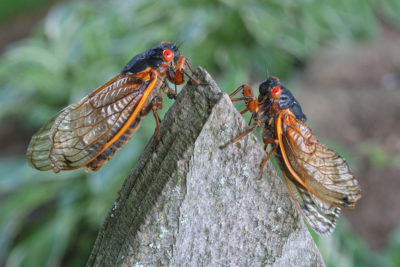 Cicadas in Lake Forest, Illinois.
