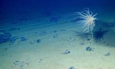 A new species of Cnidaria, found in the Clarion-Clipperton Fracture Zone, that lives on sponge stalks attached to nodules.