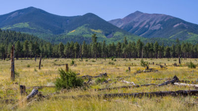 A landscape of mountain prairie, pine forest, and aspen groves in Coconino National Forest near Flagstaff, Arizona.
