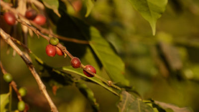 Coffee cherries growing in northern Tanzania.