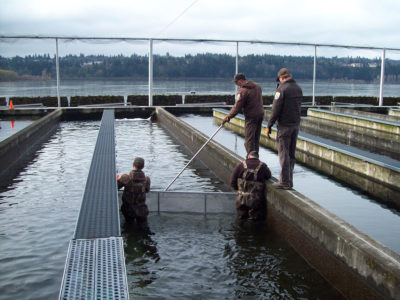 Biologists at a hatchery move juvenile Tule fall Chinook salmon toward the Columbia River.