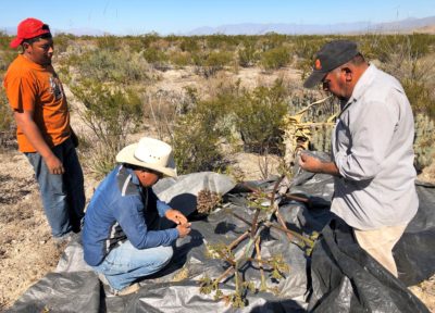 Members of the Estanque de Norias community collect agave seeds for restoration efforts.