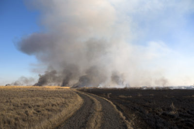 Unburned and burned areas on either side of a road on Jeff Kirwan's land.