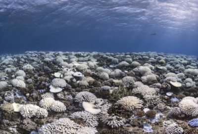 Bleichte Korallen entlang der Gesellschaftsinseln in französischem Polynesien, Mai 2019.