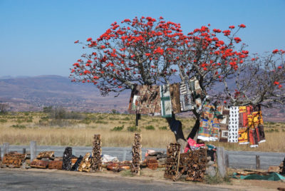 An Erythrina caffra tree on a South African roadside. "Caffra" is derived from an Arabic word for "infidel" and is considered a racial slur in South Africa. 