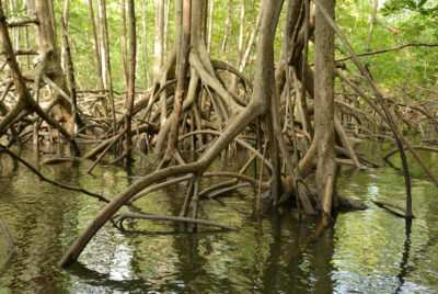 Mangroves on the Osa Peninsula of Costa Rica. Mangrove forests are major carbon sinks.