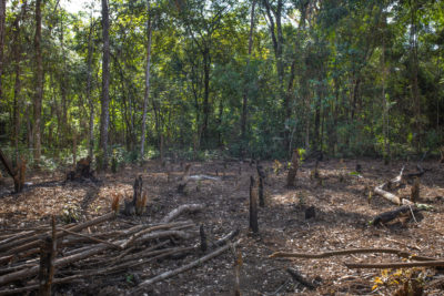 The remnants of illegal logging on Mata do Japonês.