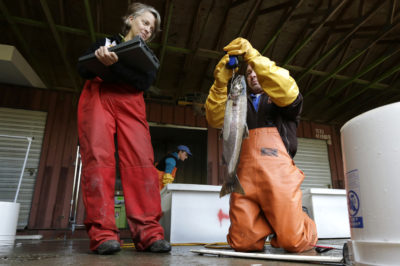 Researchers weigh a salmon that died after four hours in a tank filled with road runoff. 