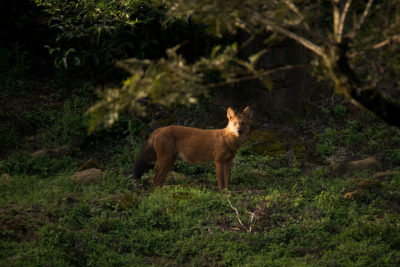 A dhole, or wild dog, in the Western Ghats.