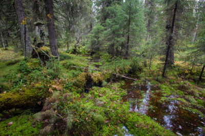 Dvinsky Forest in the Arkhangelsk region of Russia.