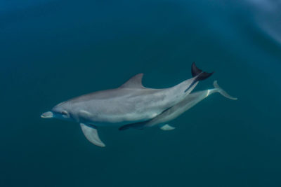 A dolphin mother and calf in Shark Bay, Western Australia.