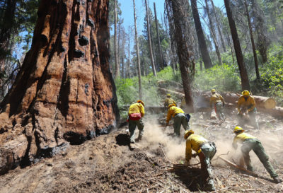 Firefighters clear dry vegetation in Sequoia National Forest to help keep fires at bay.

