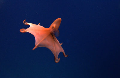 A dumbo octopus, one of around 300 known species of octopod.