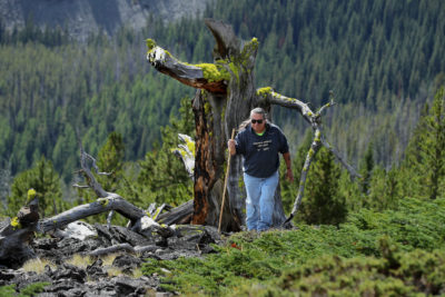 Mike Durglo Jr., of the Salish and Kootenai Tribes, hikes by the remains of a 2,000-year-old whitebark pine.