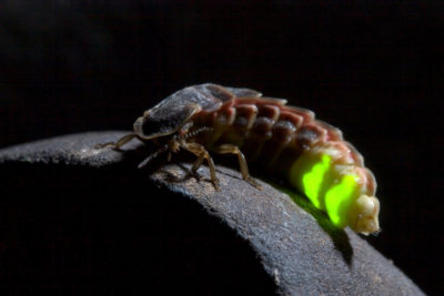 The common European glow-worm.