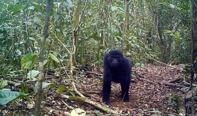 A gorilla in the Ebo Forest, located in southwestern Cameroon.