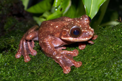 The Rabbs' fringe-limbed treefrog, with its bark-like mating call, went extinct in 2016. 