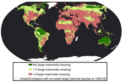 The loss of large mammal species over the last 500 years.