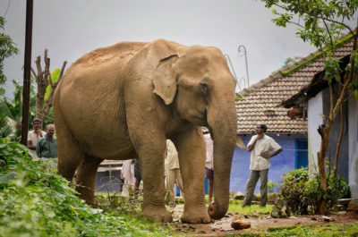 An elephant eats jackfruits in the backyard of a house in Valparai, Tamil Nadu.