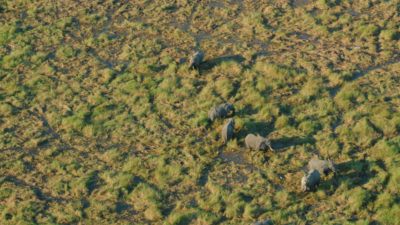 Elephants spotted during a scenic flight over the Okavango Delta in Botswana.