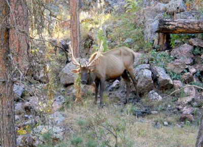 A bull elk with CWD in Wind Cave National Park, South Dakota. 