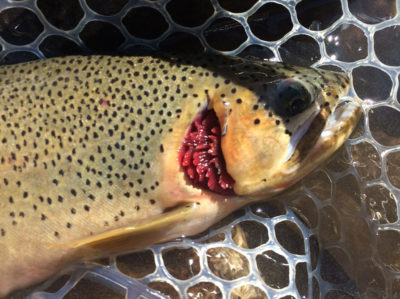 A deformed cutthroat trout with its gill cover missing, found in the Elk River downstream of several major coal mines. 