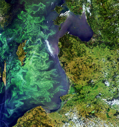 Annual phytoplankton blooms in the Baltic Sea, such as this one in 2005, create dead zones that often stretch more than 20,000 square miles.