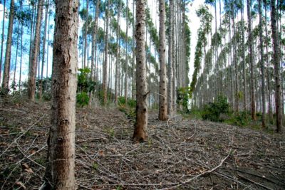 Eucalyptus trees grown for pulp production in Bahia, Brazil.