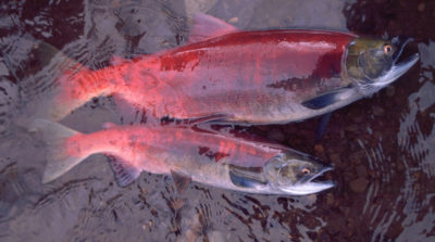 A year in the ocean makes a big difference in the size of salmon, as seen in these two female sockeye salmon from Pick Creek, Alaska. The top salmon spent three years at sea, the other two years.