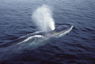 A fin whale spotted in the Gulf of Maine.