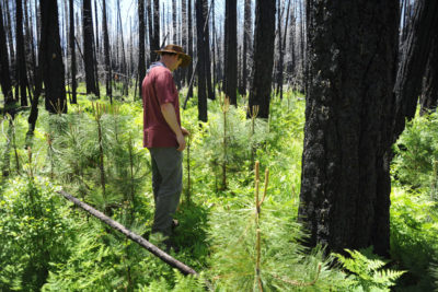 Ecologist Chad Hanson examines regrowth in a section of Stanislaus National Forest that was left unlogged after the 2013 Rim Fire.