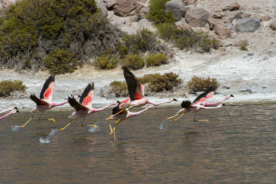 Andean flamingos on a lagoon in the Atacama Desert in northern Chile.