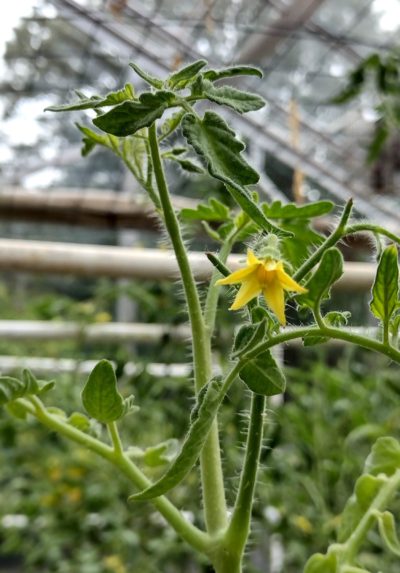 A mutant tomato plant offers clues to producing more heat-tolerant pollen.