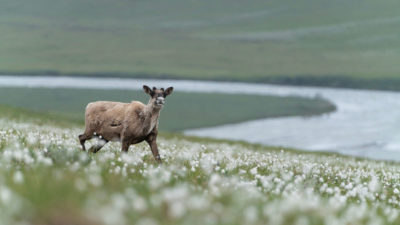 A caribou moves through cotton grass in the Arctic National Wildlife Refuge.