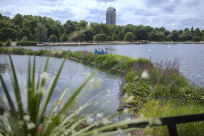 Floating wetlands on Serpentine Lake in London's Hyde Park.
