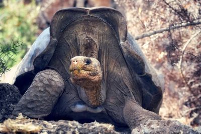 A tortoise descended from the extinct Floreana tortoise at a breeding center on Santa Cruz Island, Ecuador.