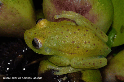 The South American polka dot tree frog is a pale brownish-green color in normal light, but glows a bright blue-green under UV light.
