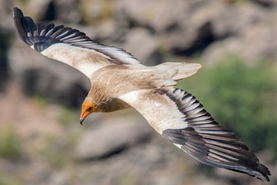 An Egyptian vulture, one of the numerous migratory animals found to be in decline.
