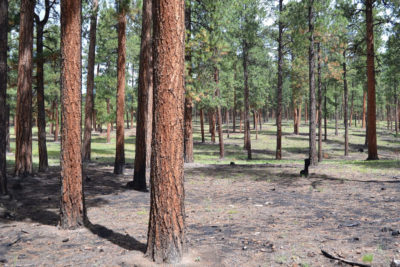 Ash blankets the forest floor [left] immediately following the Las Conchas fire in 2011. Today, 108,000 acres of burned forest have been restored through strategic thinning and prescribed burns.