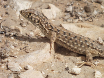 The Be’er Sheva fringe-fingered lizard is at risk from spreading tree cover.