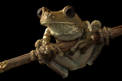 The frog species Boana wavrini, found in the Vichada region of Colombia.