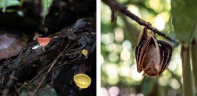 Cup fungus (left) and a Woodford's fruit bat (right) in the Sirebe forest.