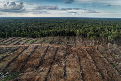 Forest cleared for a palm oil plantation in Papua, Indonesia.