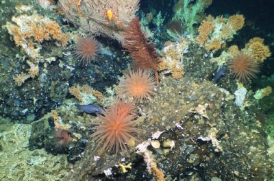 The newly discovered deep-sea reef in the Galápagos Marine Reserve.