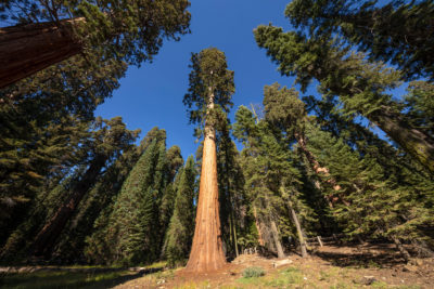 The General Sherman Tree in Sequoia National Park. It is the largest living tree, by volume, on earth. 
