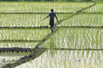 A farmer walks through a rice field in Assam, India. Flooded rice fields are a significant source of methane emissions.